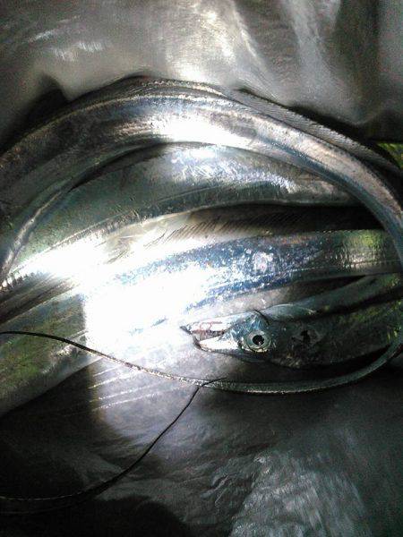 突風サーべリングナイト！❤